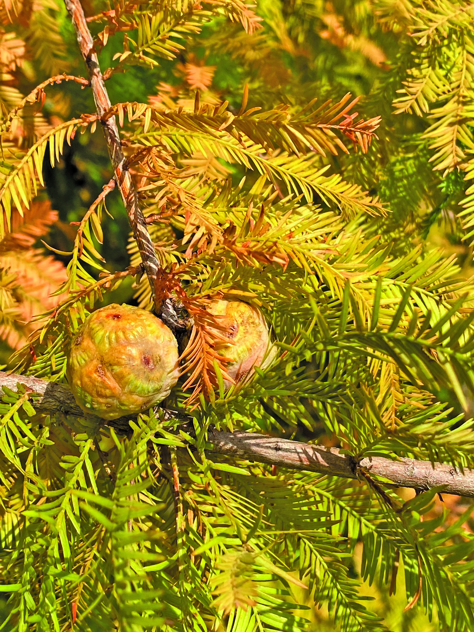 flower ross 1