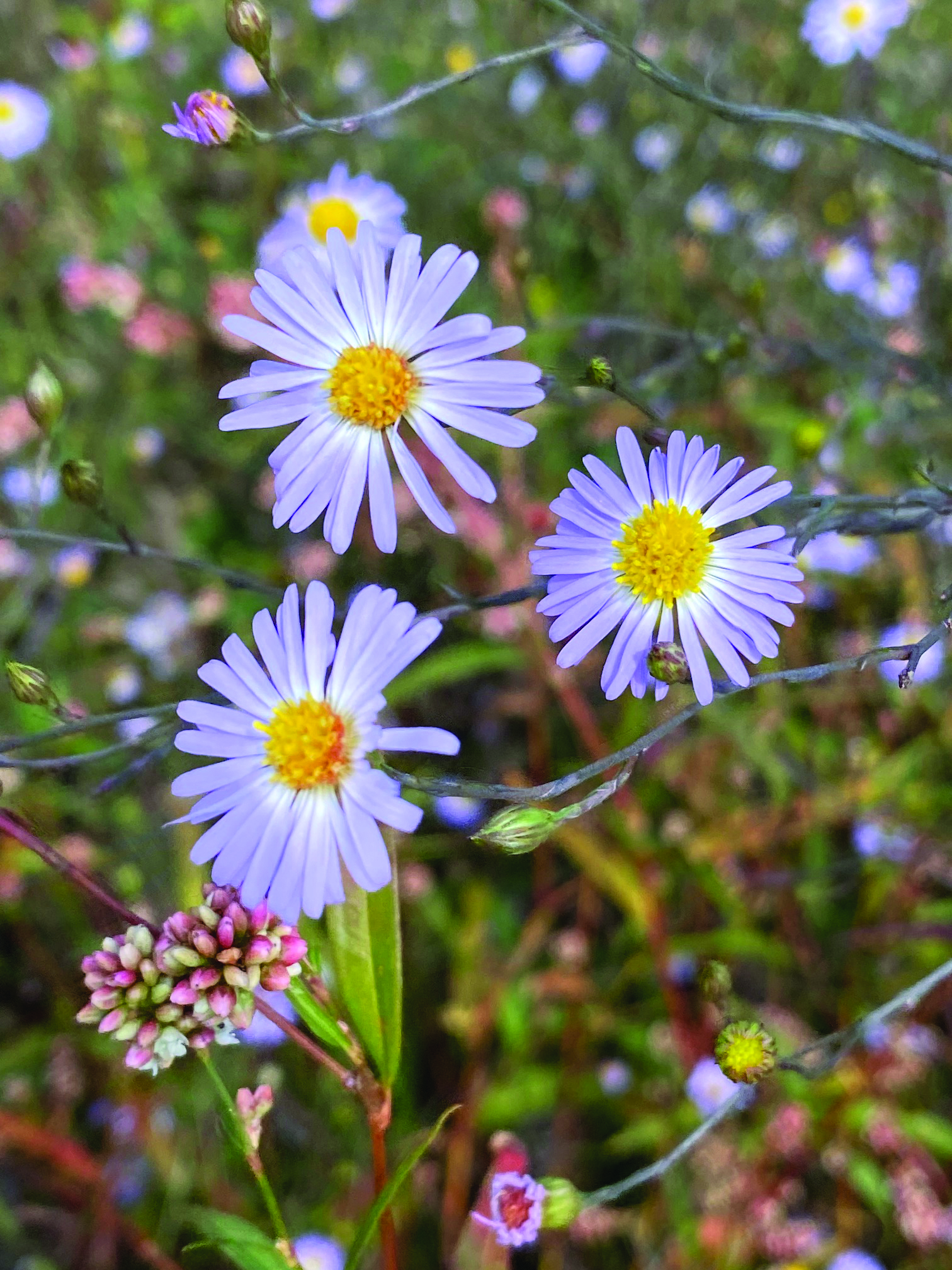 flower ross 5