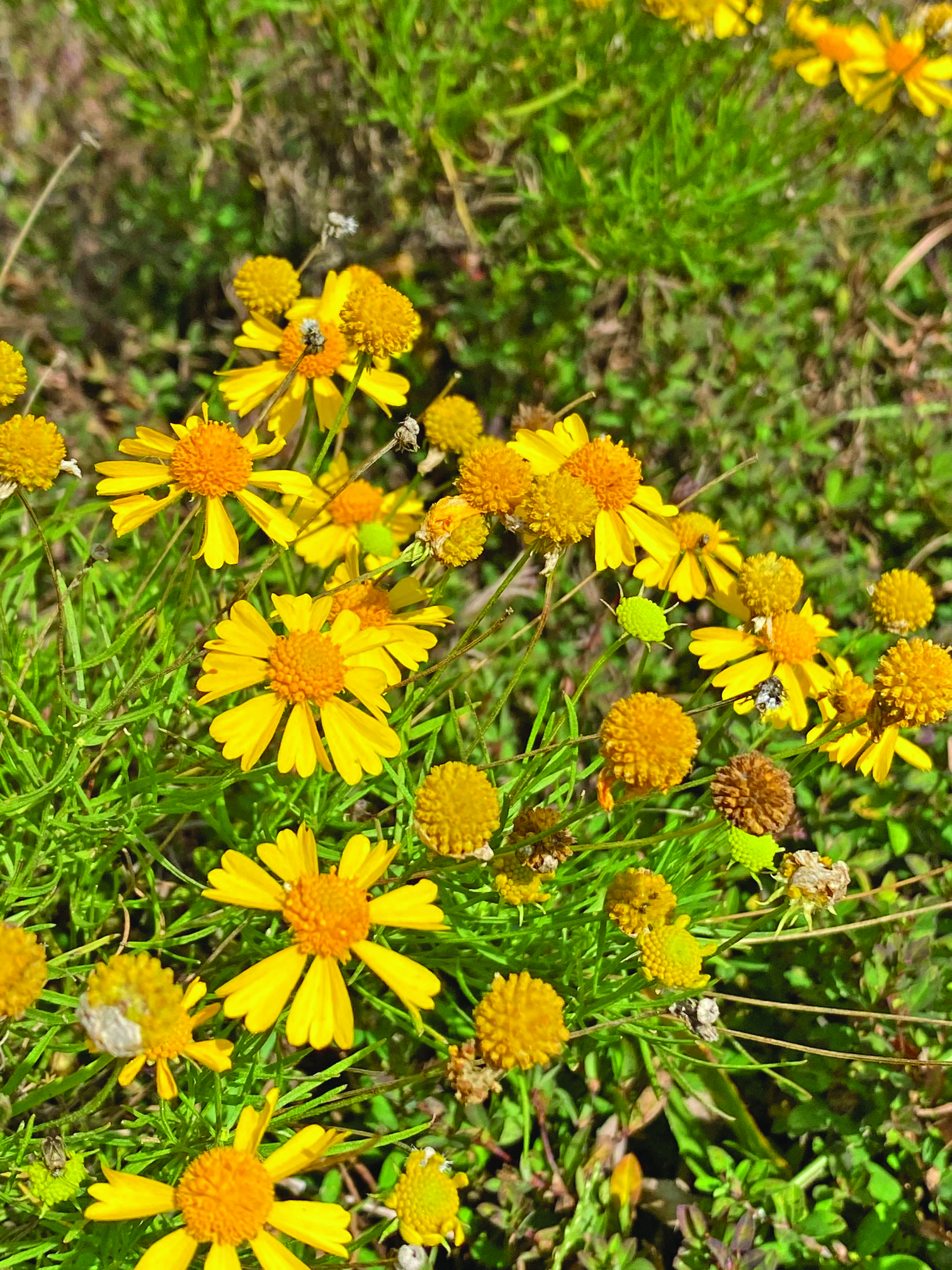 flower ross 6