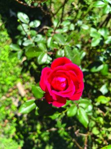 flower waddell