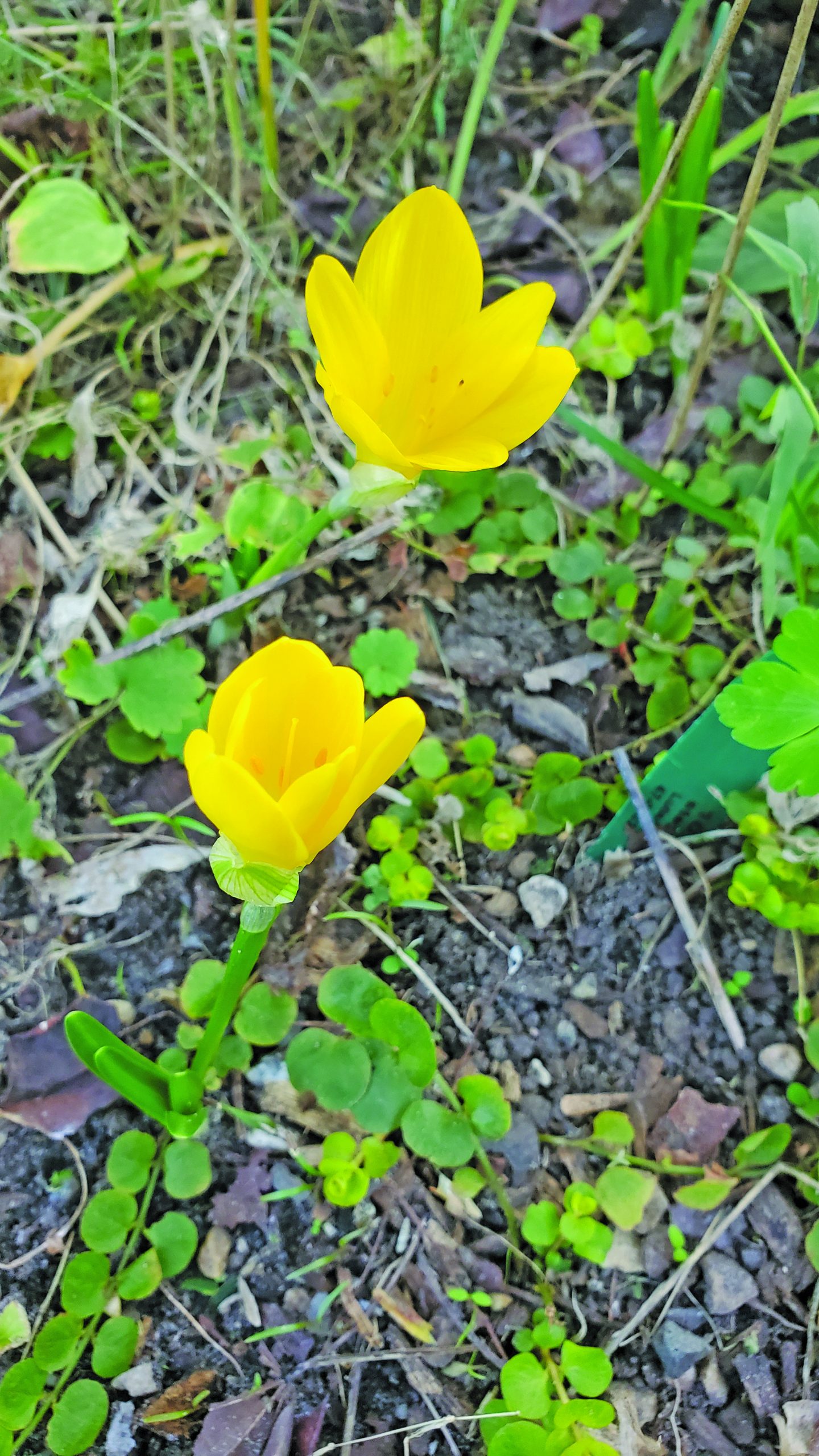 flower witherspoon crocus