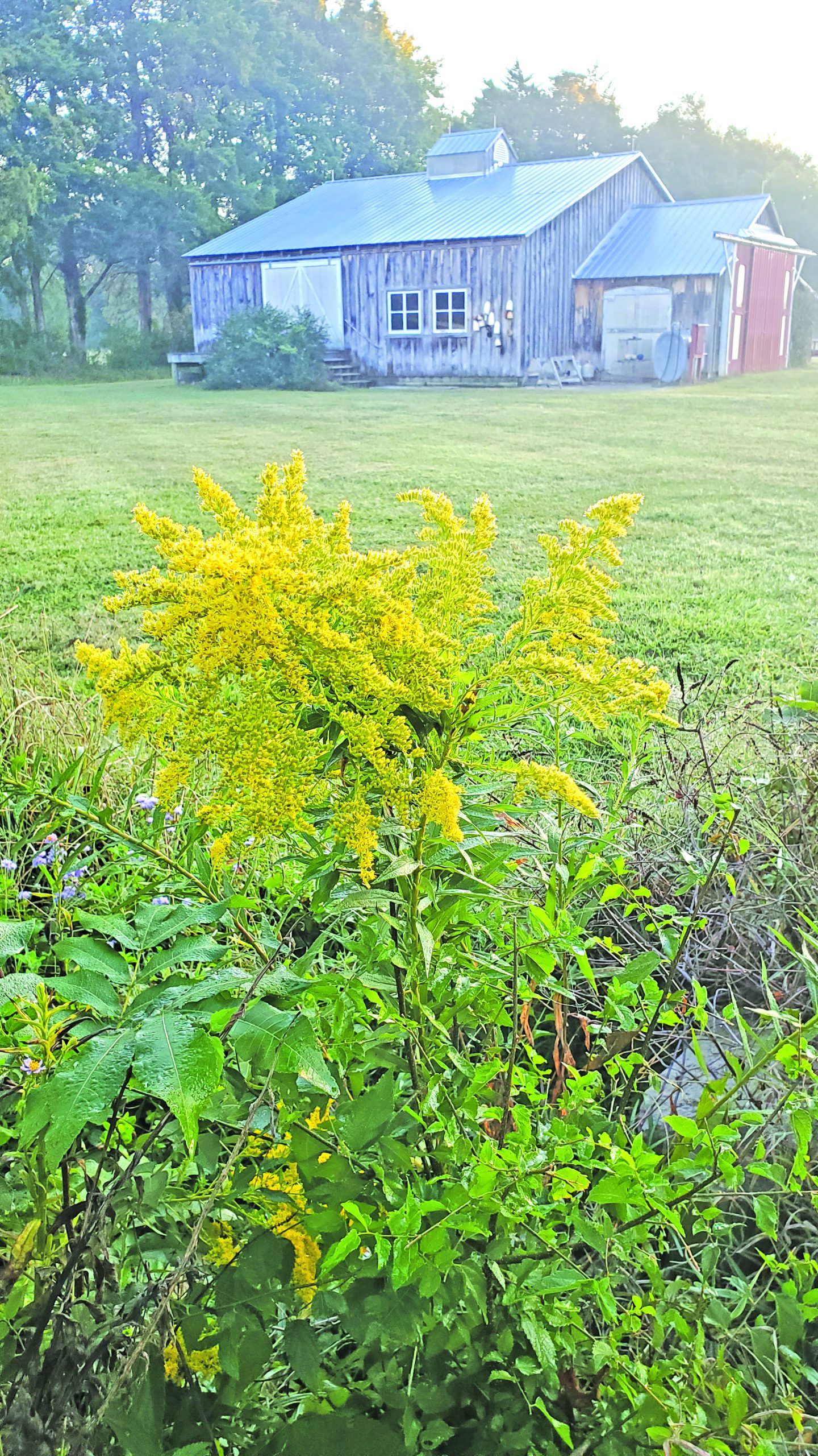 flower witherspoon golden rod