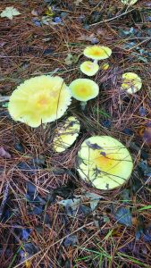 flower witherspoon mushroom