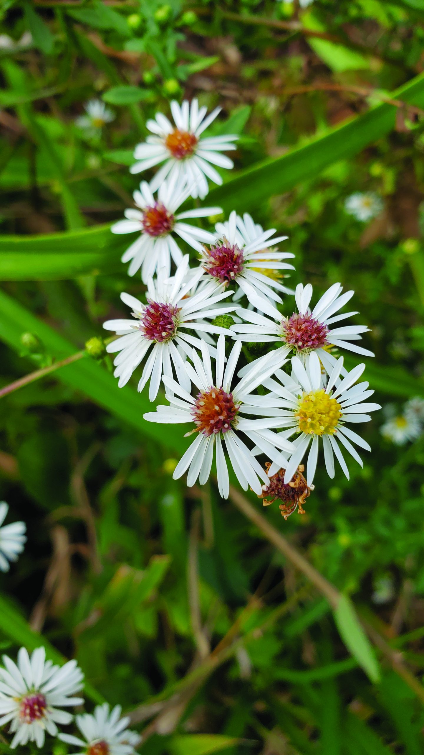 flower witherspoon tiny white flowers