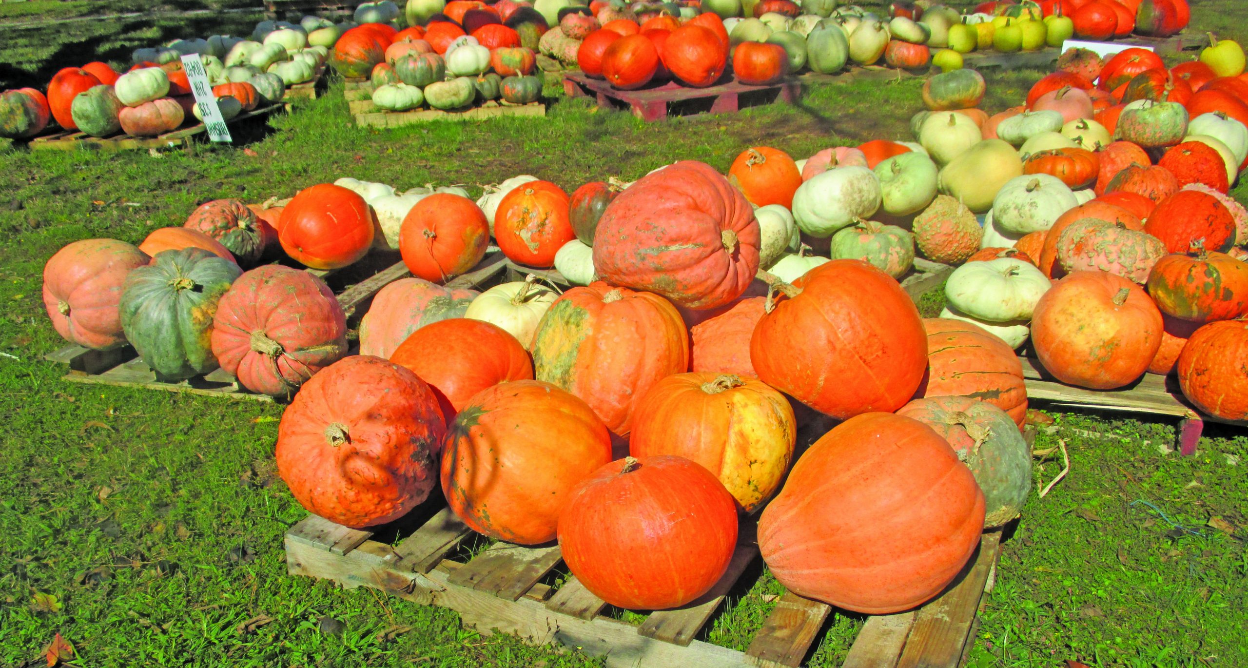 food pumpkin farm on windsor road