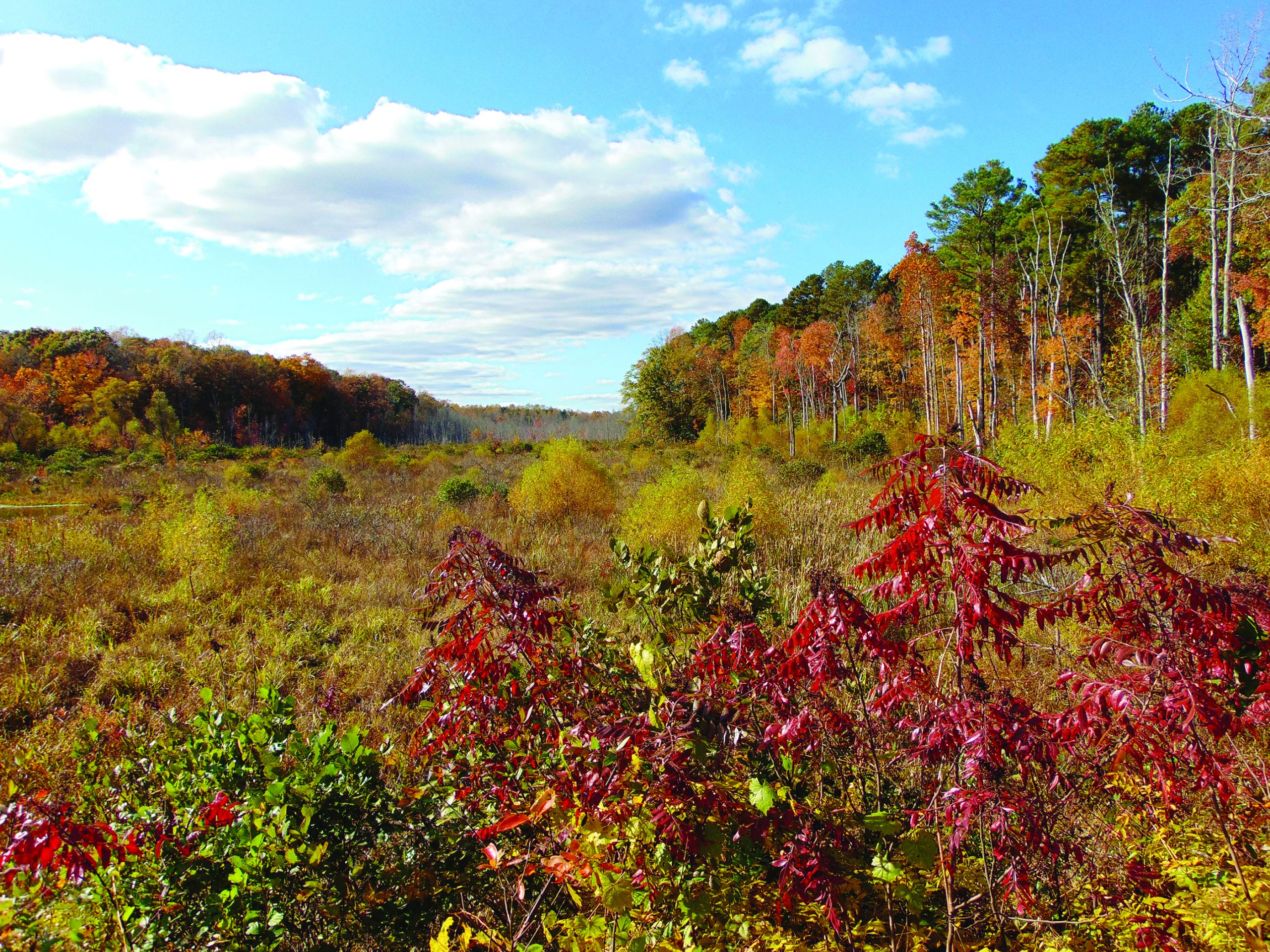 edit flower etc justis (3)