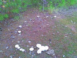 edit flowers deaton fairy ring
