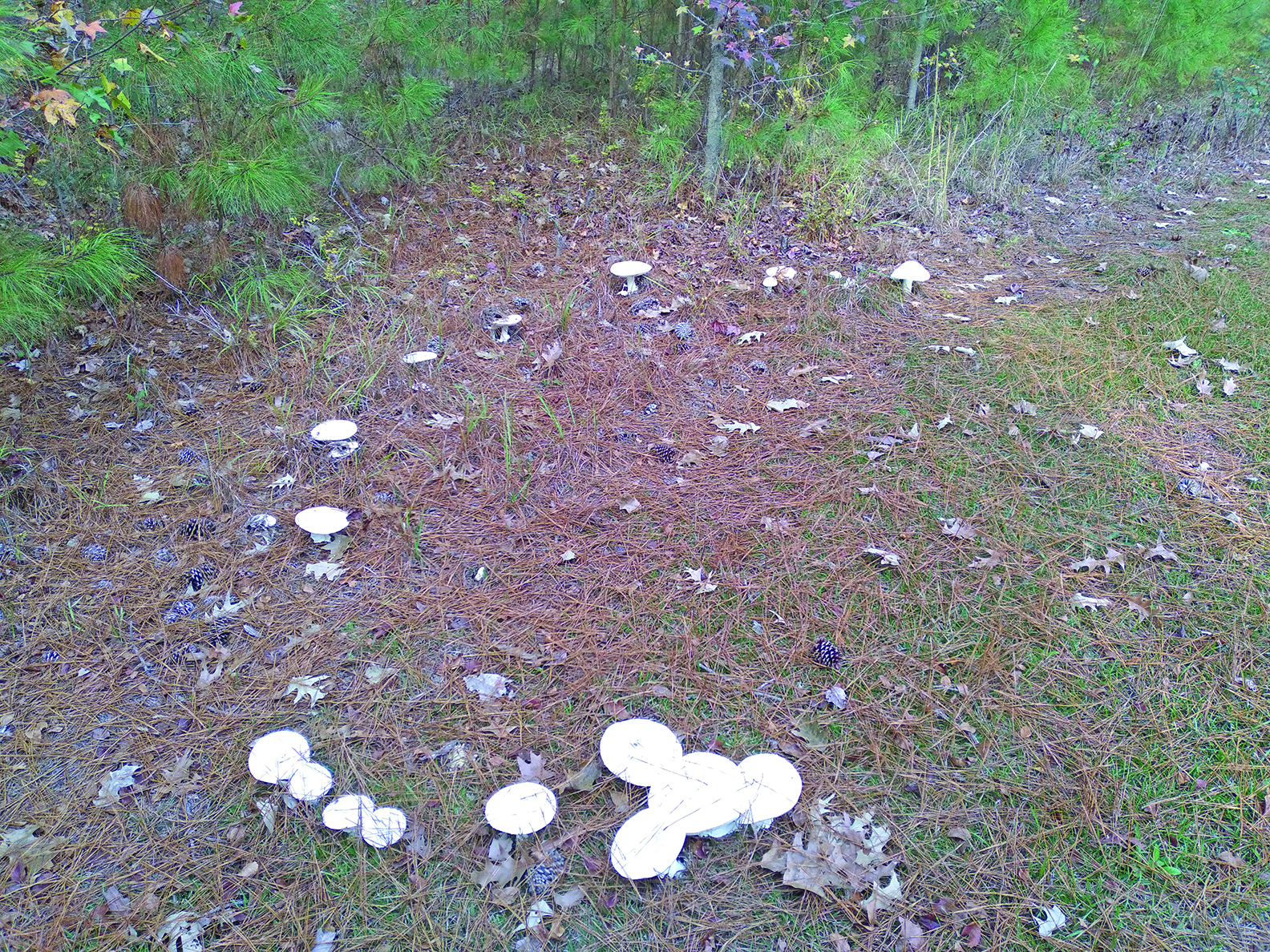 edit flowers deaton fairy ring