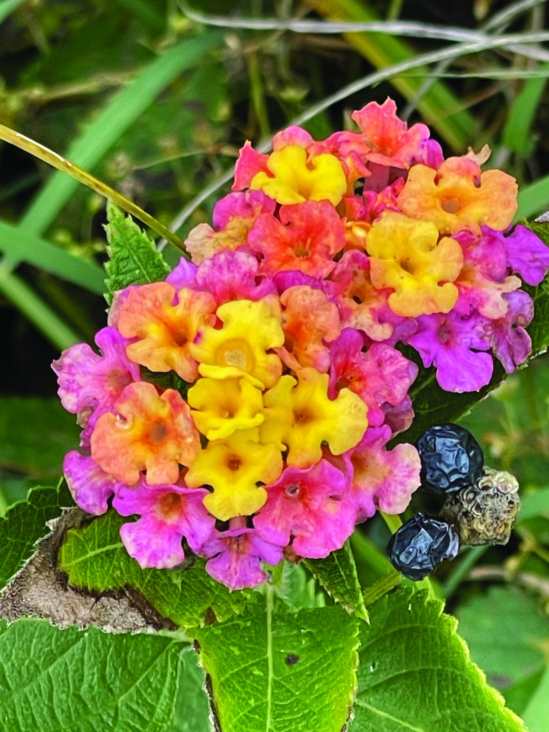 flower battle Lantana ‘Mary Ann’