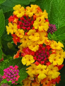 flower battle Lantana ‘Miss Huff