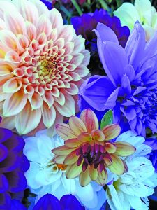 flower blake