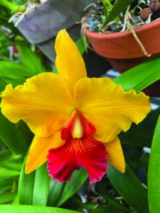 flower earl 2
