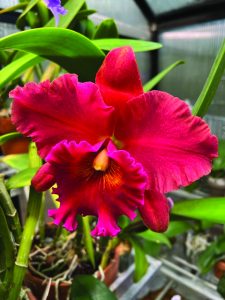 flower earl 4