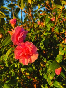 flower eaton (1)