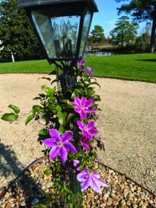 flower eaton (2)