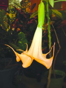 flower herring