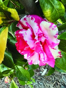 Camellia japonica Daikagura