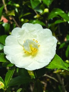 Camellia sasanqua Autumn Rocket
