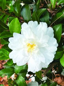 Camellia sasanqua Mine-no- Yuki