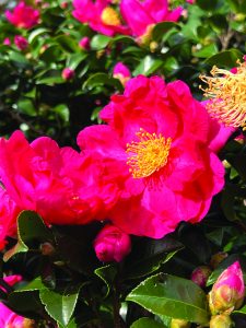 Camellia sasanqua Irhi—no-Umi sea at sunset