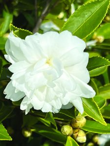 Camellia sasanqua Snow Flurry