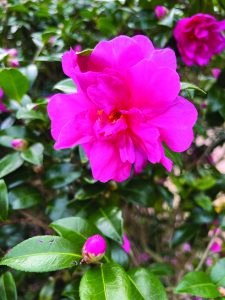 Camellia sasanqua William Lanier Hunt