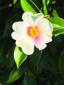 Camellia sasanqua Yumi
