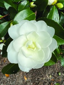 flower hubbard Sasanqua Autumn Delight