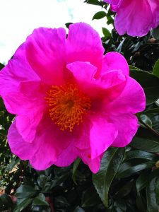 flower hubbard Sasanqua Pink Butterfly