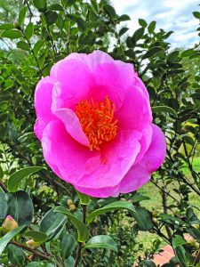 Sasanqua Pink Princess