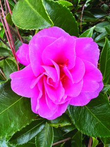 flower hubbard Sasanqua Showa-No-Sake