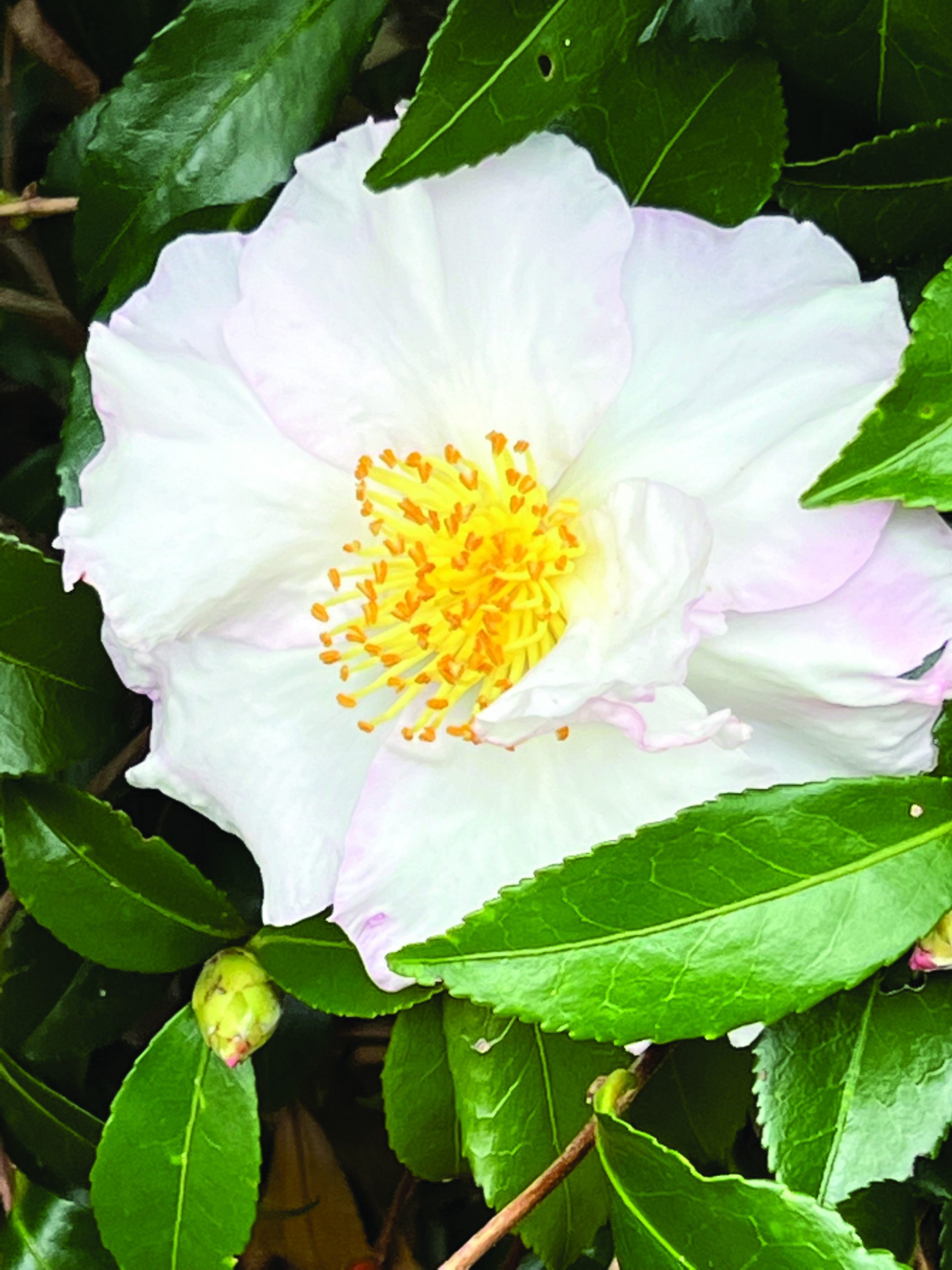 Camellia sasanqua Daydream
