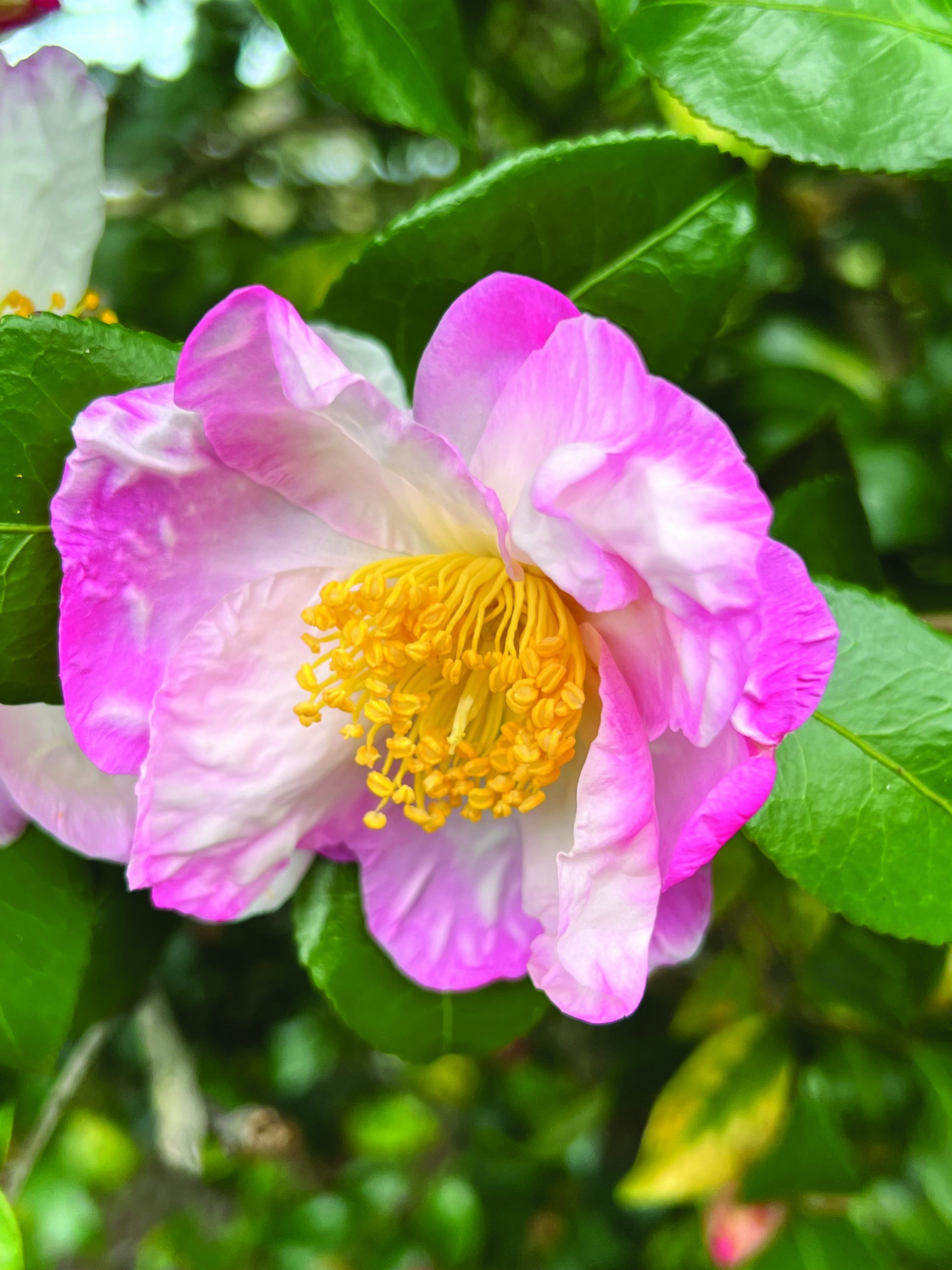 Camellia sasanqua Hanna Jiman