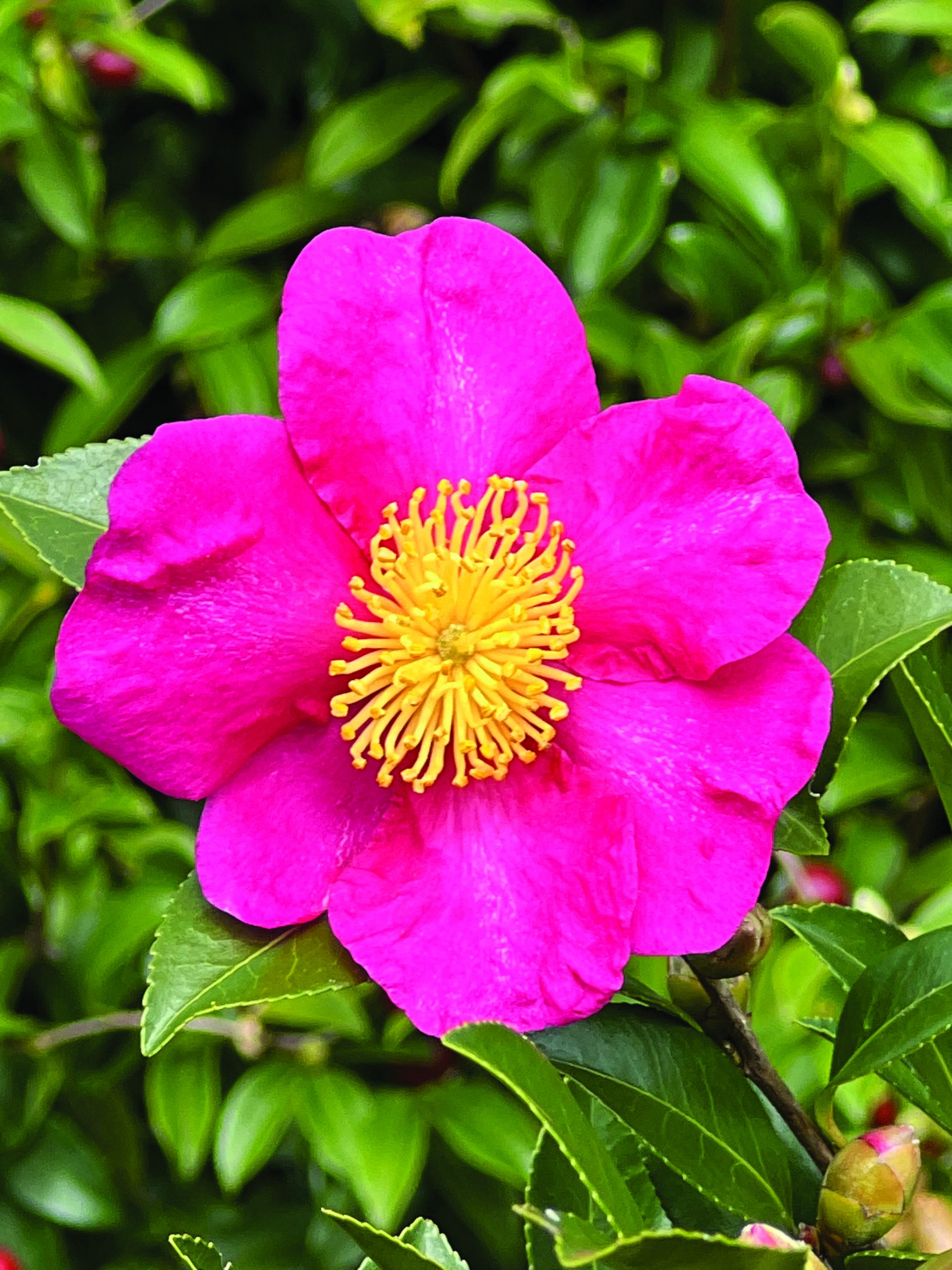 Sasanqua Shishigashira