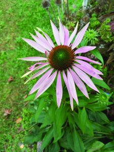 flower hudgins cone flower