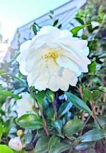 flower john lee callis white fall camellia