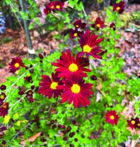 flower lee 3