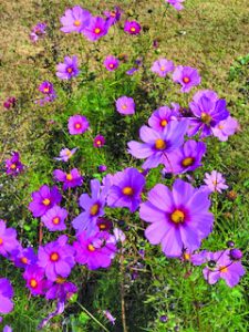 flower sampson