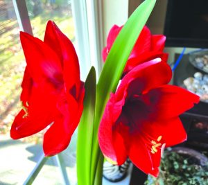 flower smallwood amaryllis