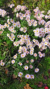 flower witherspoon mums edit