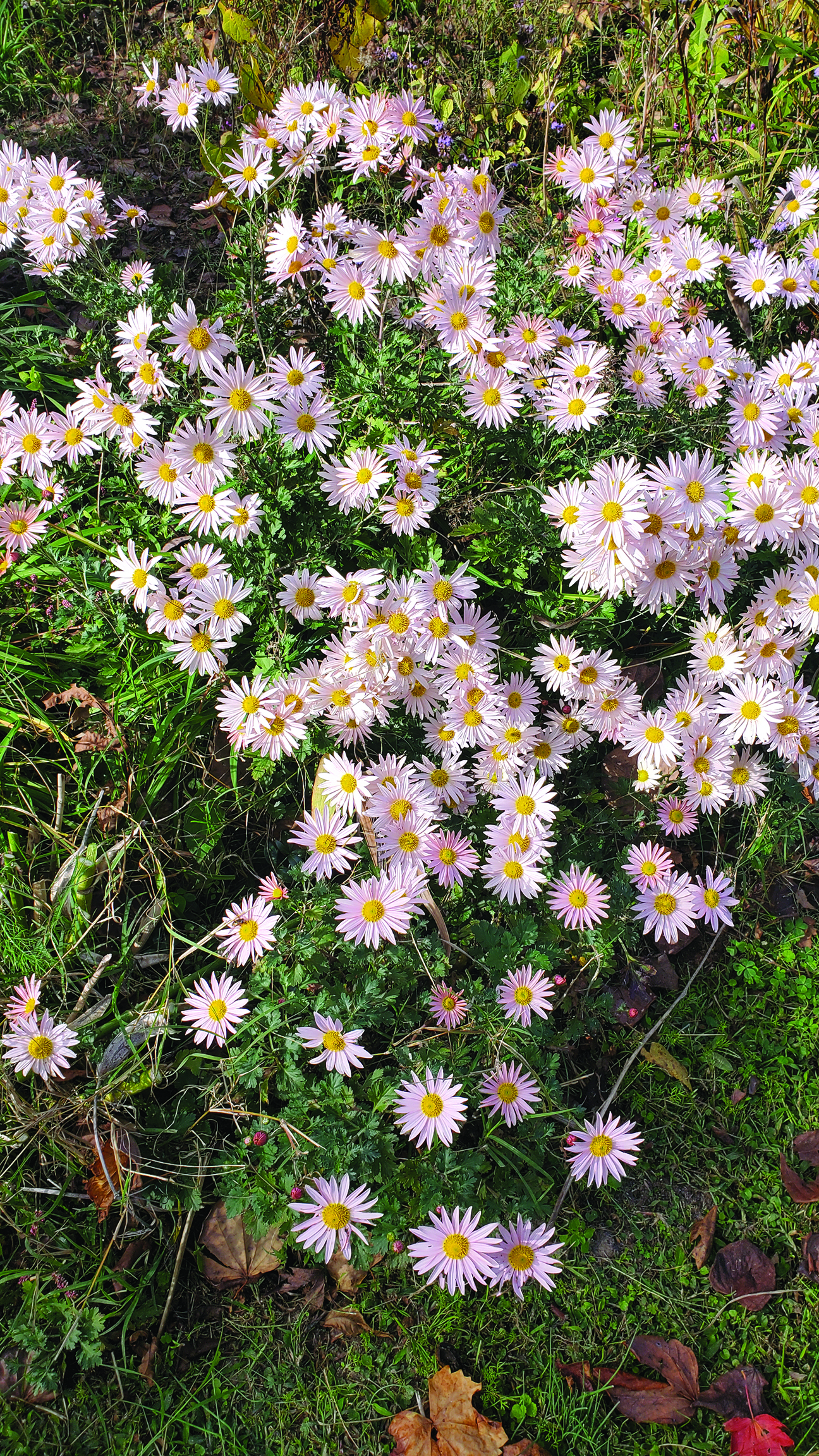 flower witherspoon mums edit