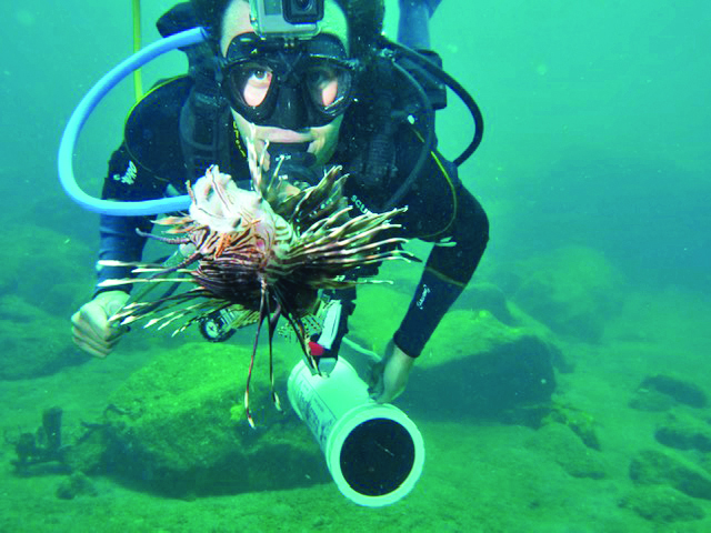 food diving on the lionfish