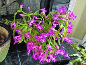 christmas cactus zander