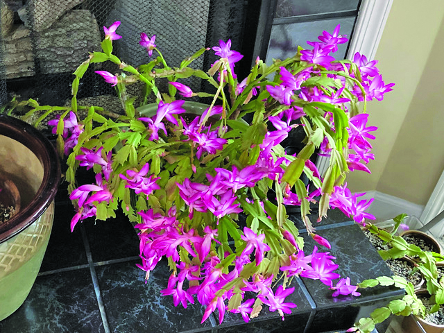 christmas cactus zander
