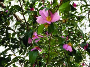 edit flower moughon