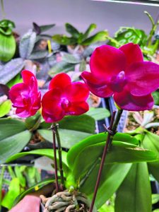 flower earl 1
