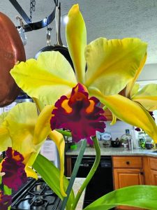 flower earl 2