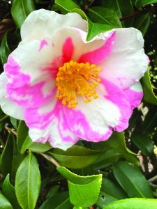 Camellia vernalis Eago Corkscrew
