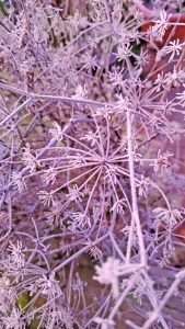 flower witherspoon fennel