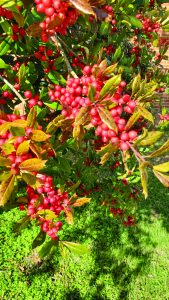 flower witherspoon holly tree